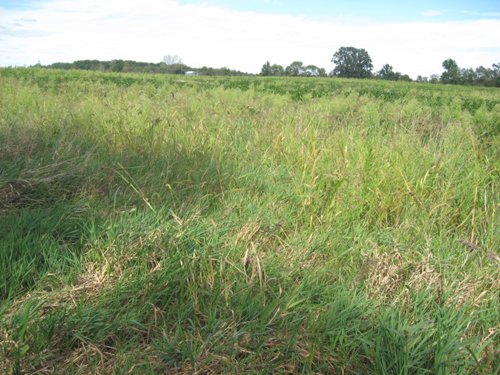Property photo 50 - 110+/- Acres offered in 4 Tillable Tracts